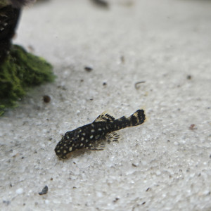 Ancistrus Dolichopterus