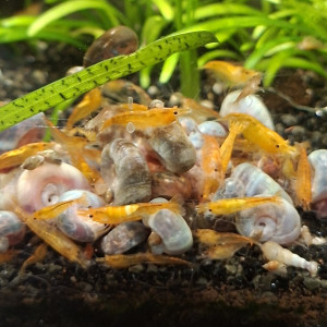 Neocaridina orange