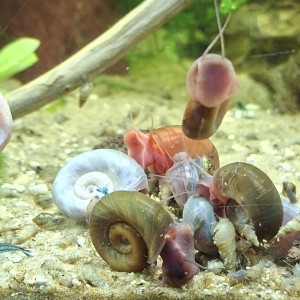 Planorbes (couleur panachée) à 30 centimes l'unité