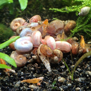 Planorbes (couleur panachée) à 30 centimes l'unité