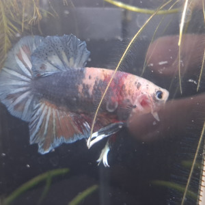 Betta giant male koï