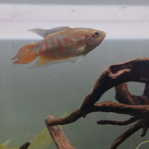 Macropodus opercularis mâle