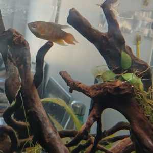 Macropodus opercularis mâle