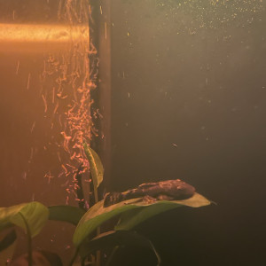 Don Pleco (poisson nettoyeur) – pour aquarium ≥ 250 L