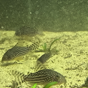 Corydoras Sterbaï