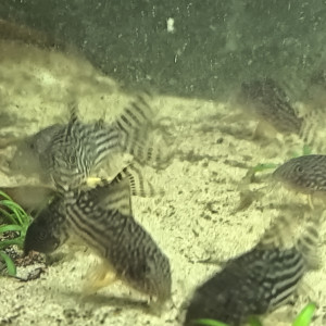 Corydoras Sterbaï