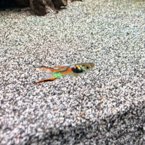 Guppy (Alevins, Jeunes et Adultes, Mâles / Femelles)