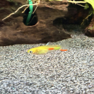 Guppy (Alevins, Jeunes et Adultes, Mâles / Femelles)