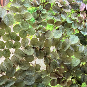 Salvinia Natans - Plante Flottante d'Aquarium ou Bassin