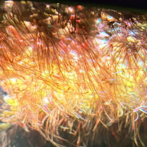 Salvinia Natans - Plante Flottante d'Aquarium ou Bassin