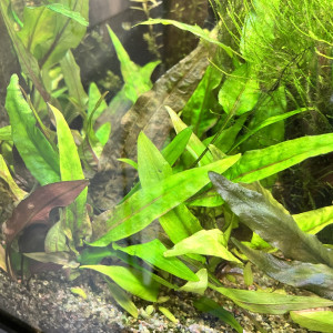 Cryptocoryne Wendtii - Plante d'Aquarium