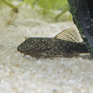 Don d'Ancistrus - poisson nettoyeur