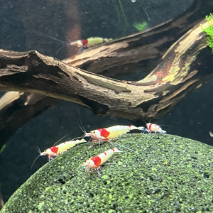 Crevettes Crystal Red Shrimp– élevage amateur