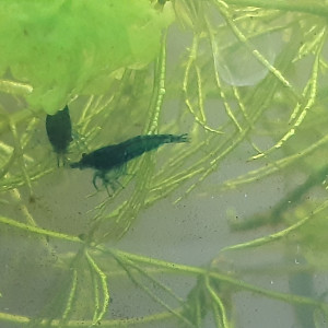 Crevettes Neocaridina Blue Velvet