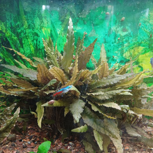 Plantes aquarium Crytocorine wendtii