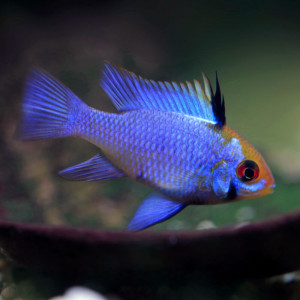 apistogramma ramirezi bleu electrique