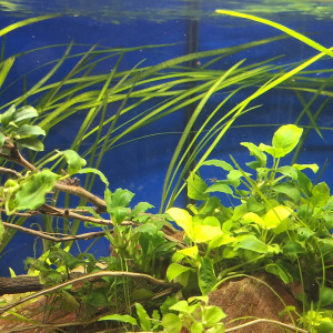 Vallisneria (15 brins)