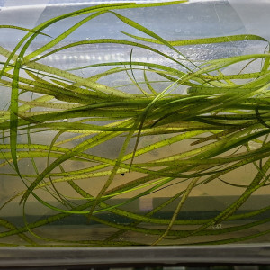 Vallisneria (15 brins)