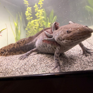 Axolotl sauvage disponible