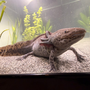 Axolotl sauvage disponible
