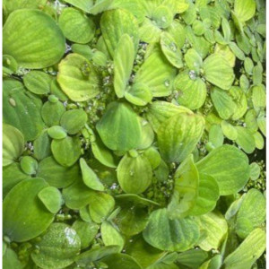 Plante de surface pour aquarium - laitue d’eau