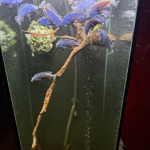 Échanges cychlidés Malawi contre plantes sur bois