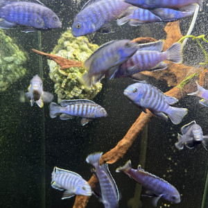 Échanges cychlidés Malawi contre plantes sur bois