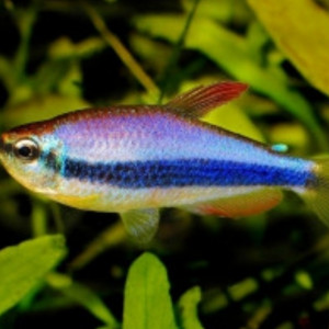 Tetra  royal