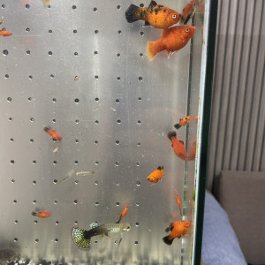 Platy et guppy jeunes