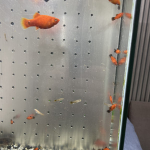 Platy et guppy jeunes