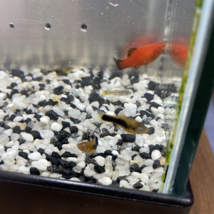 Platy et guppy jeunes