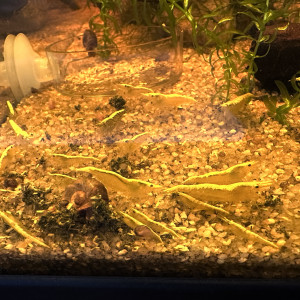 Crevettes Neocaridina Davidi Yellow Neon