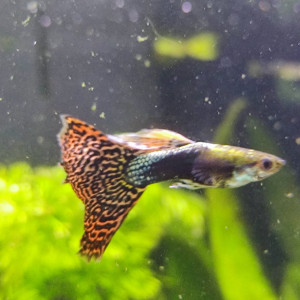 Echange Males Guppys