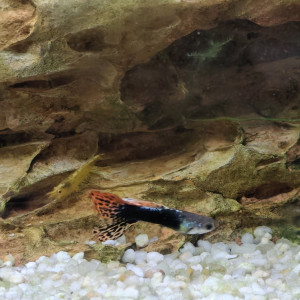 Echange Males Guppys