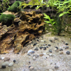 Ecrevisse Cambarellus-Diminutus