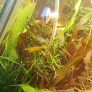 Crevettes Néocaridina