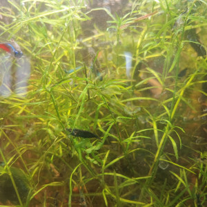 Crevettes Néocaridina