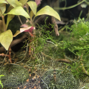 Crevette racoon tiger