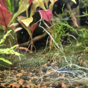 Crevette racoon tiger