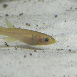 Killi cap Lopez femelle