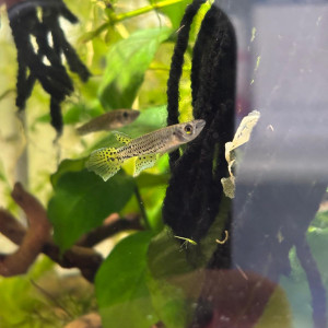 Couple de Epiplatys aff. singa Kamkat COCCA 19-19