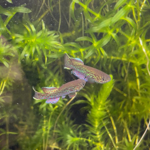 Couple de Fundulopanchax lacustris Lake Ejagham C 89-05