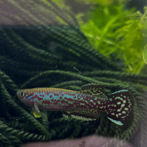 Couple de Fundulopanchax marmoratus Bakossi Camp ADL 13-37