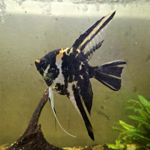 Lot de 10 scalaires adultes 2-3 ans