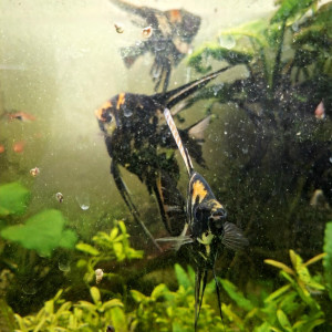 Lot de 10 scalaires adultes 2-3 ans