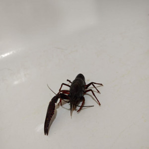 Vend une écrevisse de Louisiane