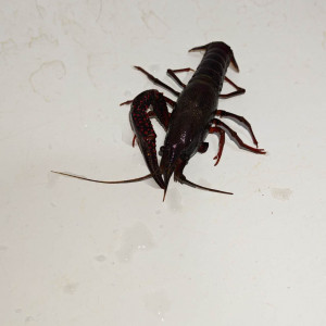 Vend une écrevisse de Louisiane