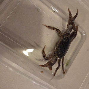 Crabe panthère - crabe aquatique