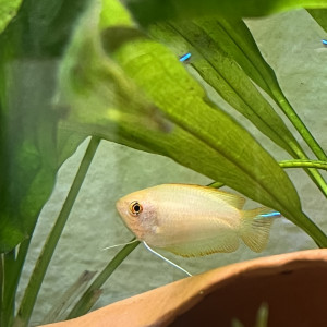 Don femelle gourami miel