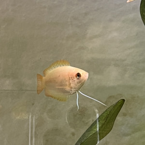 Don femelle gourami miel